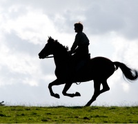 Cheval de Guerre	- Photo