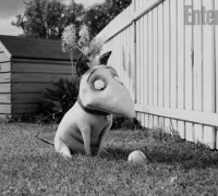 Frankenweenie 	- Photo